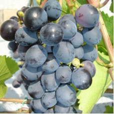Виноград плодовый Агат донской
