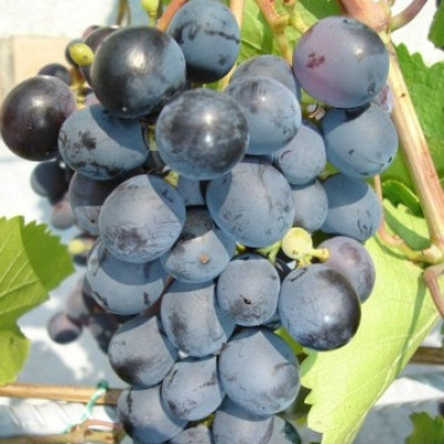 Виноград плодовый Агат донской
