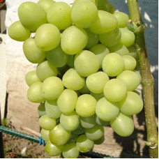 Виноград плодовый Аркадия (Настя)