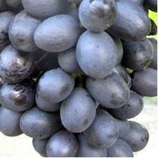 Виноград плодовый Аттика