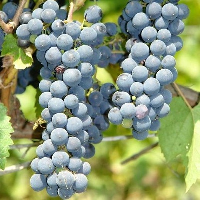 Виноград плодовый Каскад