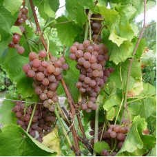 Виноград плодовый Платовский