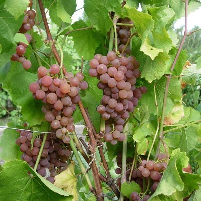Виноград плодовый Платовский