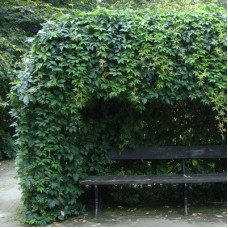 Виноград пятилисточковый