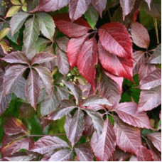 Виноград пятилисточковый Энгельмани