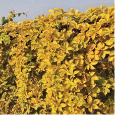 Виноград пятилисточковый Йеллоу Волл