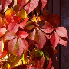 Виноград пятилисточковый Редвалл Троки