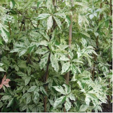 Виноград пятилисточковый Стар Шоуерс