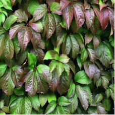 Виноград Троки (пятилисточковый)