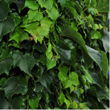 Виноград пятилисточковый Вейчи 