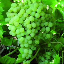 Виноград плодовый Русбол