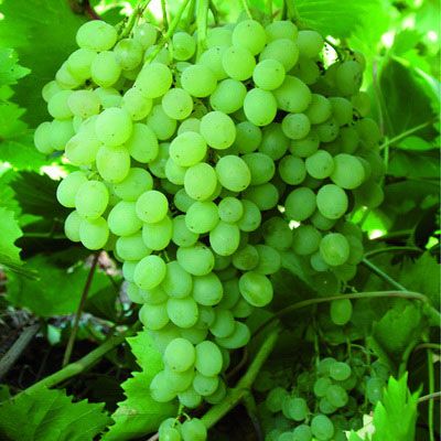Виноград плодовый Русбол
