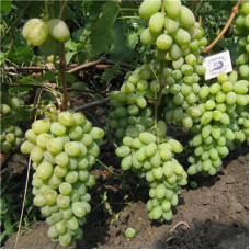 Виноград плодовый Русский янтарь