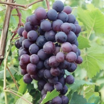 Виноград плодовый Шулер