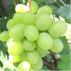 Виноград плодовый Супер-Экстра