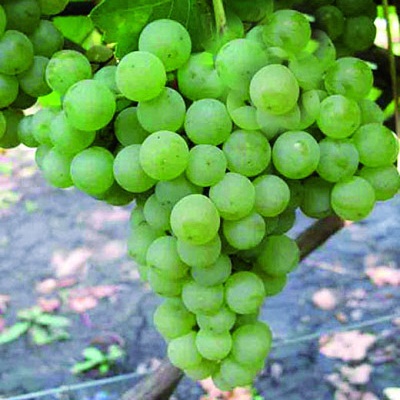 Виноград плодовый Цитронный Магарача