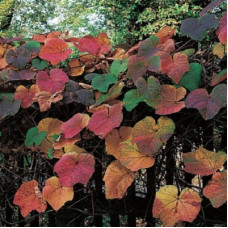 Виноград японский