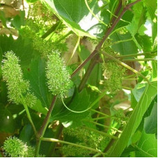 Виноград Грин Вондер (японский)