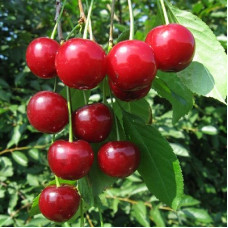 Вишня Десертная Морозовой