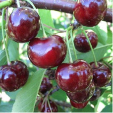 Вишня Хуторянка