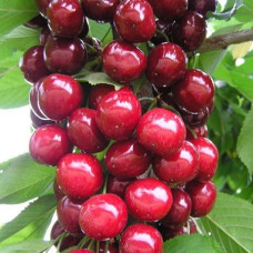 Вишня Любская