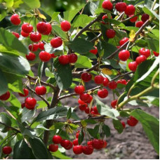 Вишня Малиновка