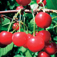 Вишня Метеор