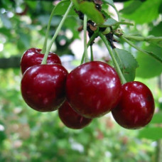 Вишня Молодёжная