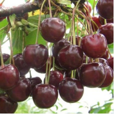 Вишня Морозовка