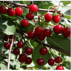 Вишня Октава