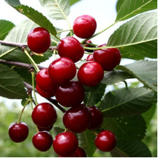 Вишня Памяти Вавилова