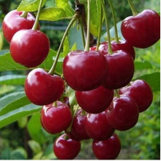 Вишня степная Желанная