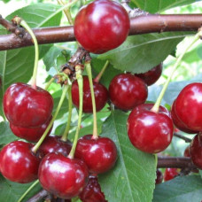 Вишня Тургеневка