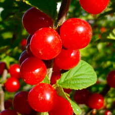 Вишня войлочная