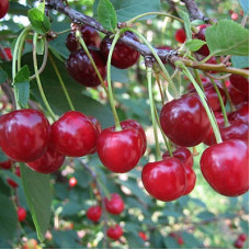 Вишня Жуковская