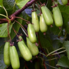 Актинидия коломикта Витакола