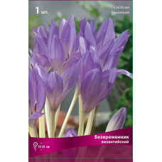 Безвременник Византийский
