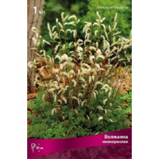 Волжанка низкорослая видовая норма