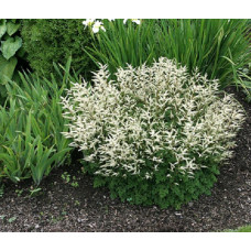 Волжанка этузифолиус  