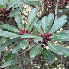 Восковница обыкновенная