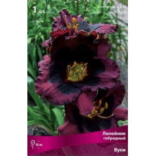 Лилейник гибридный Вупи