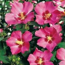 Гибискус Вудбридж (сирийский) 