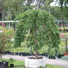 Вяз шершавый Кампердауни