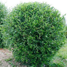 Вяз мелколистный