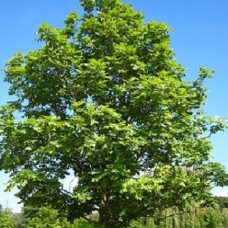 Вяз обыкновенный