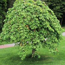 Вяз шершавый Пендула