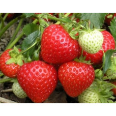 Земляника (клубника) садовая Выставочная
