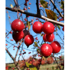 Яблоня декоративная Прайри Файр 