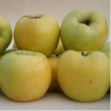 Яблоня Антоновка обыкновенная