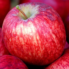 Яблоня Бельфлер китайка 